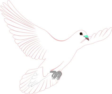 Pigeon Dove Bird Free Vector Graphic On Pixabay