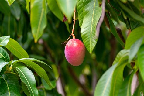 Tropical Mango Tree With Big Ripe Mango Fruits Growing In Orchard On