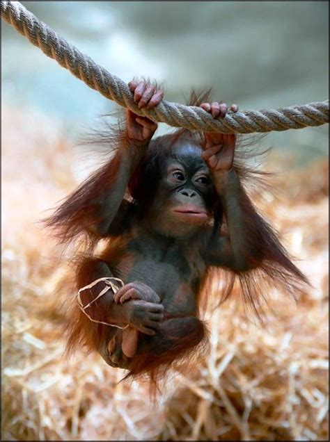 11 Best Cute Orangutans Images On Pinterest Orangutans