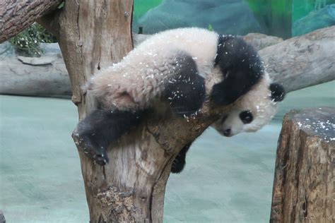 Taiwans 2nd Locally Born Giant Panda Cub Makes Public Debut