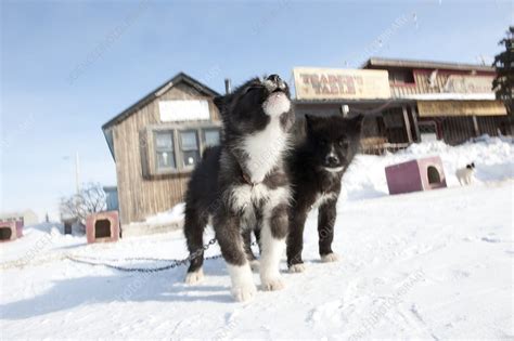 Husky Sled Dog Puppies Stock Image C0146819 Science Photo Library