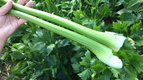 You Can Grow Celery In Your Garden Growing And Harvesting Celery