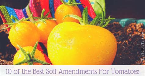 My tomatoes were beautiful and lush and setting fruit. 10 of the Best Soil Amendments For Tomatoes - The Edible ...