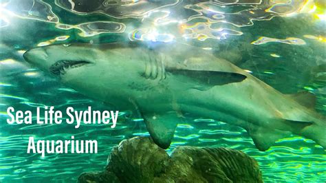 Sea Life Sydney Aquarium Youtube