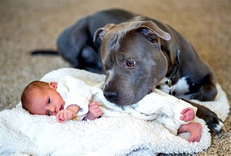 8 Reasons Why Pit Bull Might Be The Perfect Pet For You Cuteness Overflow