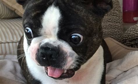 22 Of The Best Boston Terrier Dog Memes That Will Make You