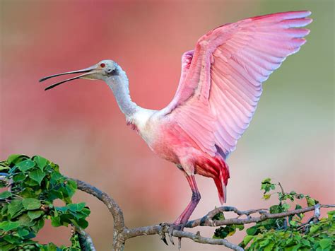 Roseate Spoonbill Beautiful Pink Bird On Tree Jefferson Island Animals
