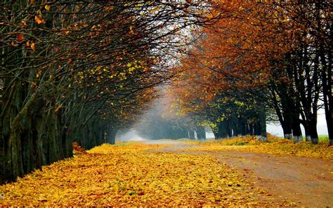 Nature Landscapes Roads Street Lane Path Trees Leaves Autumn