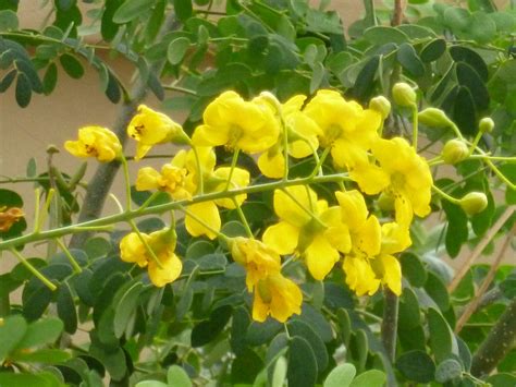 Nigra, respectively), with numerous cultivars, the name white mulberry came about because the first specimens named by european taxonomists were a cultivated mutation. Yellow flowering bush with round leaves - native Mexican ...