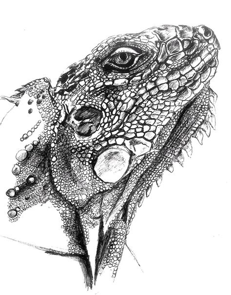 Lizard pencil drawings (page 1). Lizard drawing, sketch Pencil | Pencil art drawings ...
