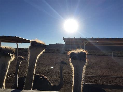 Roadside Arizona A Stop At Rooster Cogburns Ostrich Ranch By Bbc