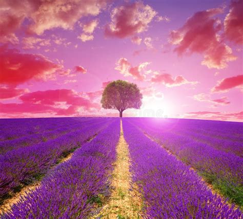 Lavender Fields In Provence At Sunset Stock Image Image Of Land
