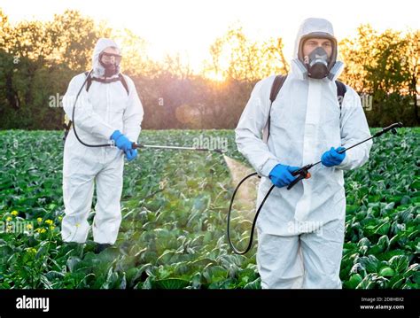 Farmer And Agronomist Spraying Pesticide On Field With Harvest Stock