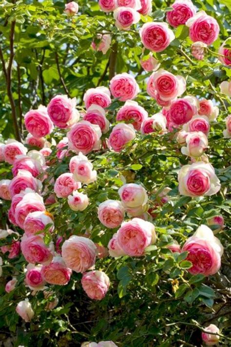 Phenomenal 40 Awesome Eden Rose Garden To Enhance Your Beautiful