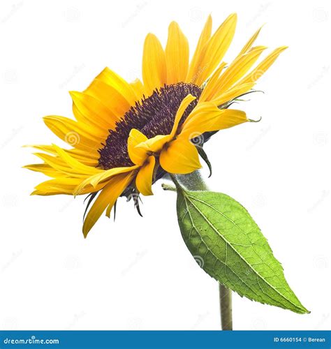 Sunflower Isolated On White Stock Photo Image Of Sunflower Flower