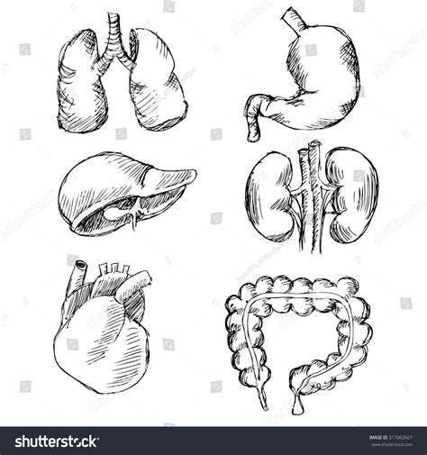 Vector Sketch Set Of Anatomical Human Organs Stock Image And Royalty F7c