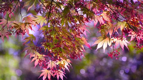Pink Green Autumn Leaves Branches In Purple Bokeh Blur Background
