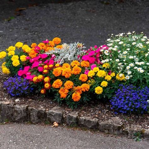 Annual Flowers That Start With M Midtwonmacarons