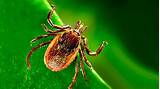 Lyme Disease Breakthrough At Mayo Clinic Images