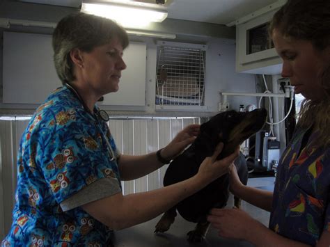 Irregular lumps should always be checked urgently by a veterinarian. My Dog Has Kennel Cough - What Do I Need to Know?