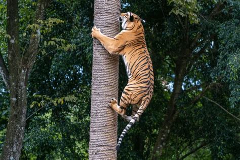 Can Tigers Climb Trees Why They Do It And Can They Climb Back Down