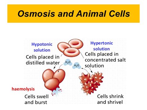 The animal cell will shrink while the plant cell wall would remain intact but the cell membrane would shrink within it. 2.4 Cell Membrane And Transport