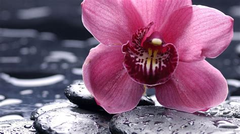 Блогът на dika :: Екзотично цвете