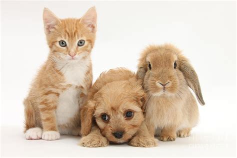 Kitten Puppy And Rabbit Photograph By Mark Taylor Pixels