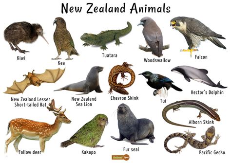Things You Should Know Before Traveling New Zealand – Visa Help