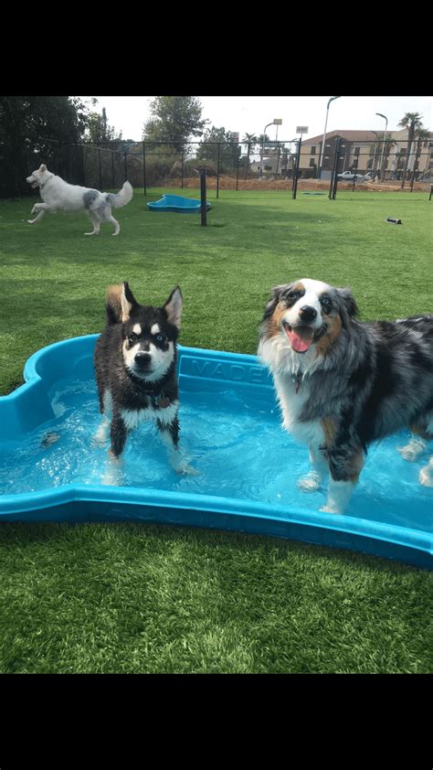 Pool time with my new friends. Bindi and Skyler the Australian