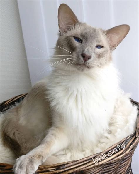14 Reasons To Love The Balinese Cat Page 2 Of 3 Petpress Balinese