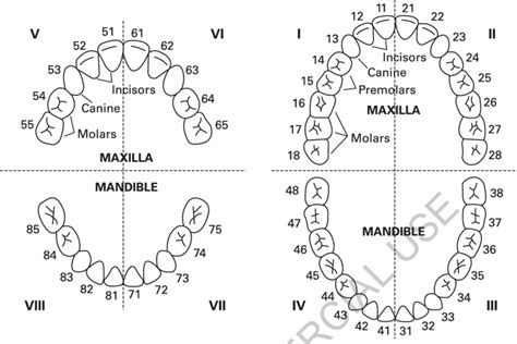 How Many Teeth Are Included In The Permanent Dentition Teethwalls