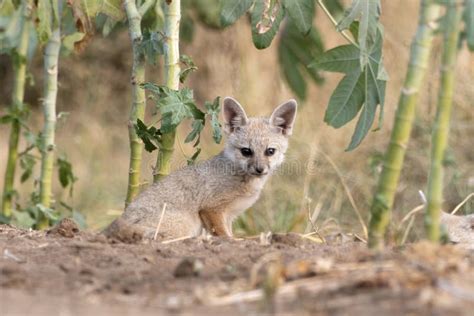Pups Of Bengal Fox Or Vulpes Bengalensis Observed Near Nalsarovar In