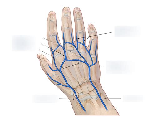 Veins Of The Hand Diagram Quizlet