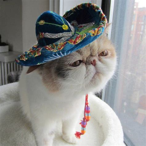 18 Animals Wearing Sombreros Cats Posts And Cas