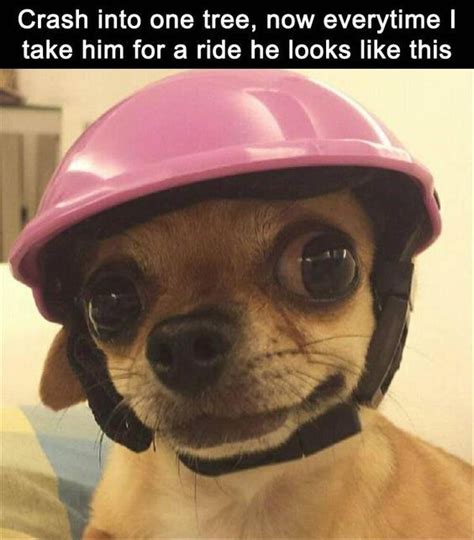 Top 21 Most Funniest Chihuahua Memes Funny Animals Funny Animal