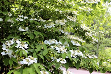 Types Of Evergreen Viburnum With Pictures Ehow