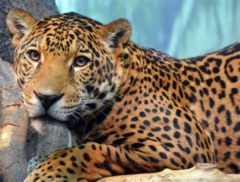 Datos Sobre El Jaguar En México Y En América Matador Network