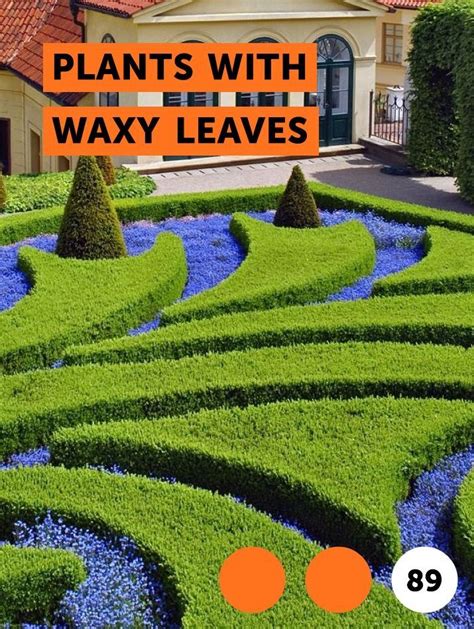 Learn Plants With Waxy Leaves How To Guides Tips And Tricks