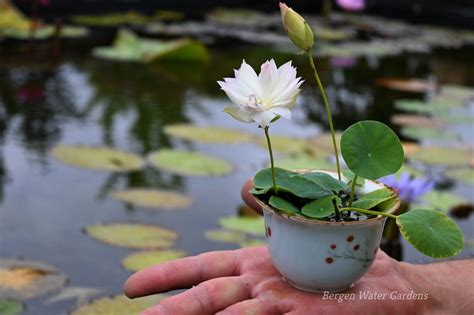 First Fall Lotus One Of Amazing Micro Tea Cup Lotus All Ship In