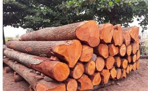Red Mahogany Timber Wood Log Rs 450cubic Feet M And A Enterprises