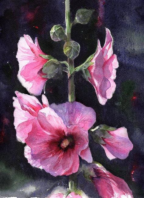 Hollyhocks Watercolour By Fran Mcgarry Watercolor Pictures Watercolor