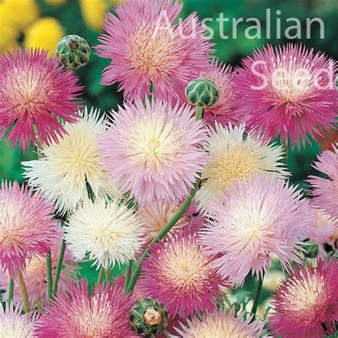 Buy Centaurea Imperial Mix Australian Seed