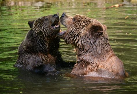 Последние твиты от stronger musclebear! 10 Facts about Brown Bears - Help for bears - Topics ...