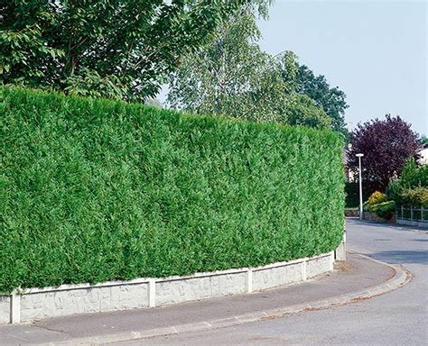 Green Giant Arborvitae Thuja X Green Giant Instanthedge