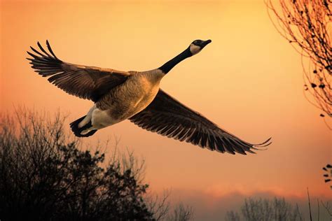 Jeffsphotoart Canada Goose Canadian Goose The Wild Geese