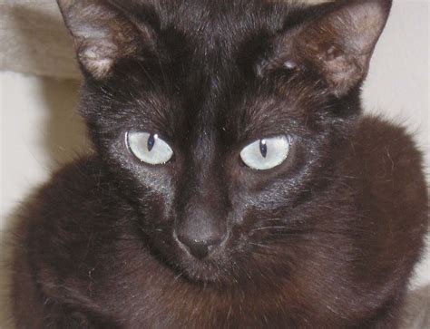 Blue Eyed Black Siamese Cat Dana Fredsti