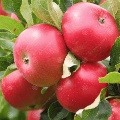 Our nursery has been growing trees for 100 years and now produces over half a million fruit and ornamental trees every year. Apple Discovery M106 Matthews Fruit Trees & Bushes