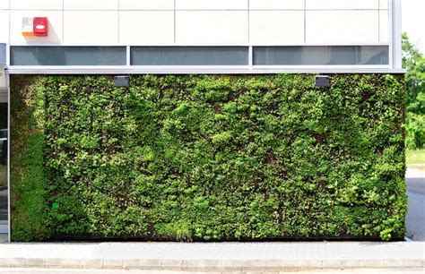 How To Make A Living Wall The Complete Guide