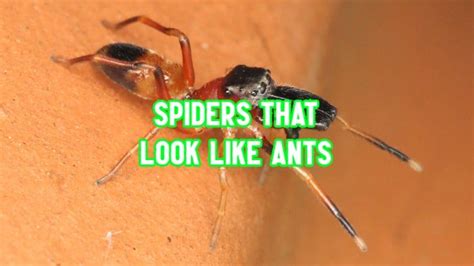 14 Spiders That Look Like Ants And Why Do They Look Like Ants